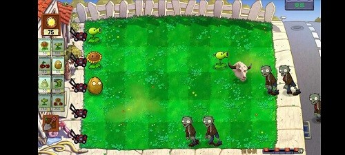 植物大战僵尸Ciaout版